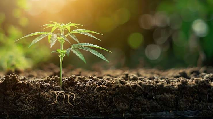 Autoflower-Stecklinge: Warum Klone von Automatics fast nie funktionieren
